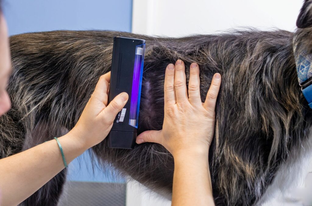 veterinário usa lâmpada de wood para detetar fungos cutâneos na pele do cão