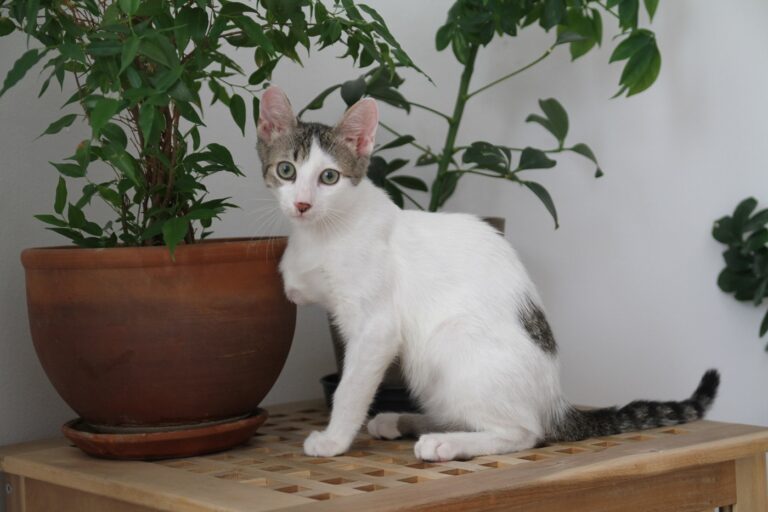 gato branco de três patas em cima de móvel ao lado de plantas