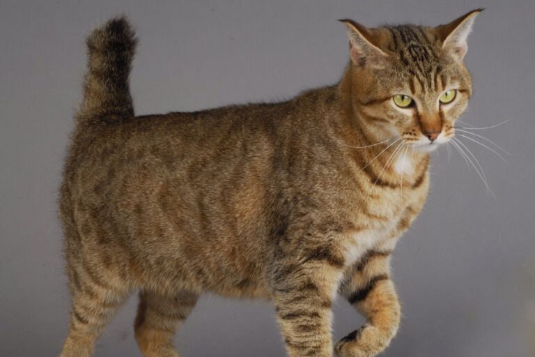 gato pixiebob com cauda e orelhas erguidas