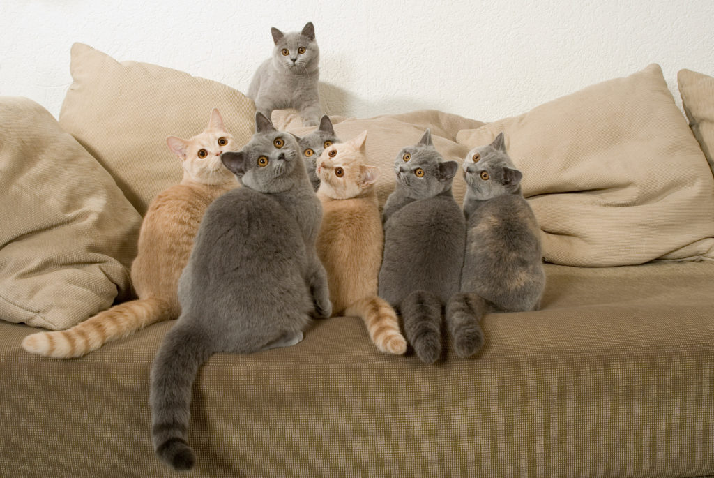 vários gatos em cima do sofá
