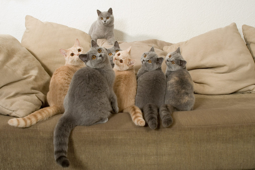ter só um gato ou vários gatos_2 vários gatos em cima do sofá