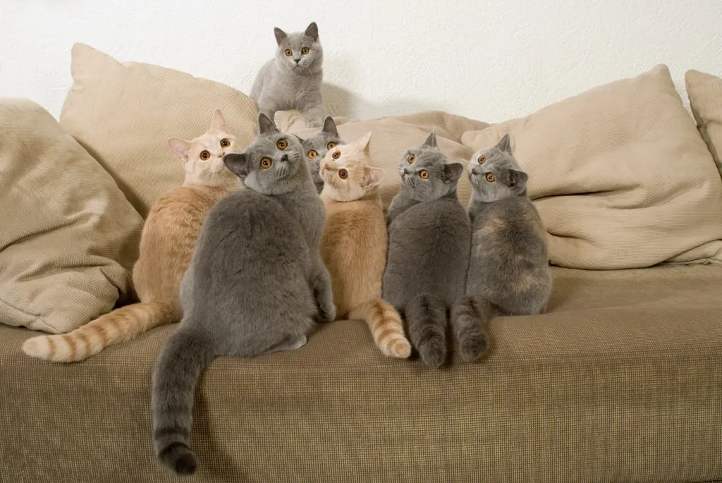 vários gatos em cima do sofá