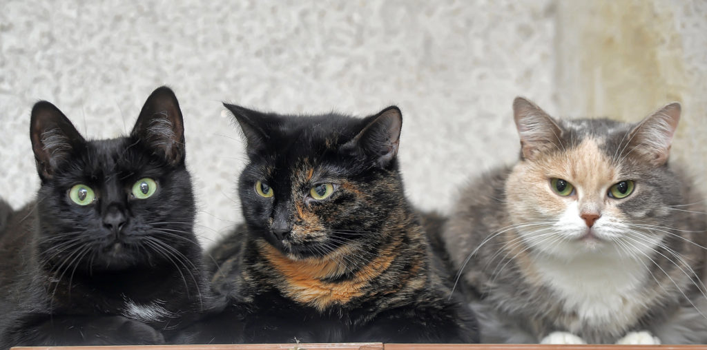 ter só um gato ou vários gatos_3 três gatos com o focinho alinhado