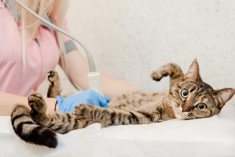 gato a fazer ecografia em clínica