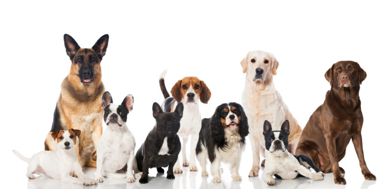 cães de várias raças e tamanhos alinhados