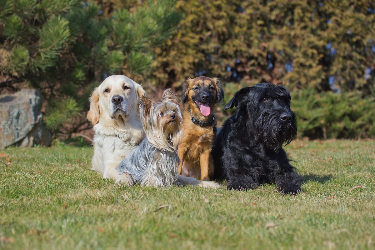 grupo de quatro cães de raças diferentes na relva
