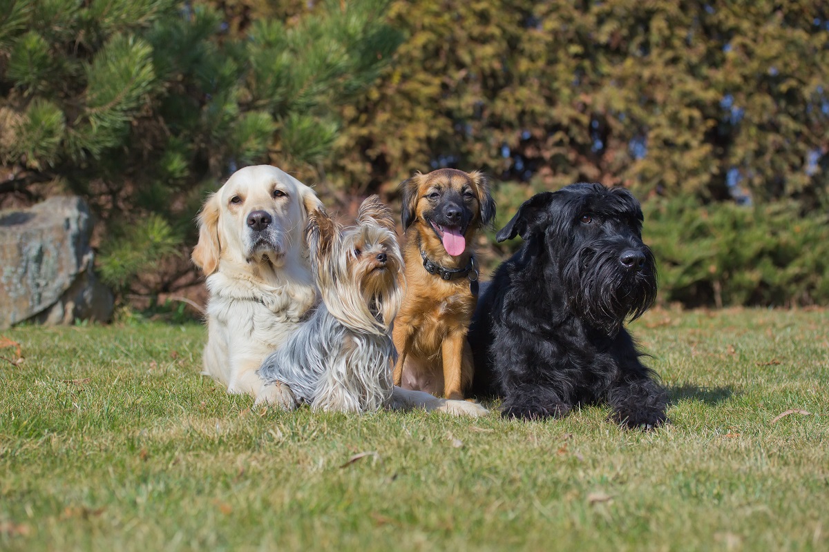 grupo de quatro cães de raças diferentes na relva