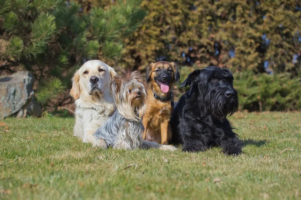 grupo de quatro cães de raças diferentes na relva