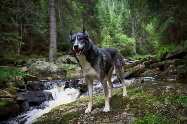 husky do Alasca na floresta ao lado de um riacho