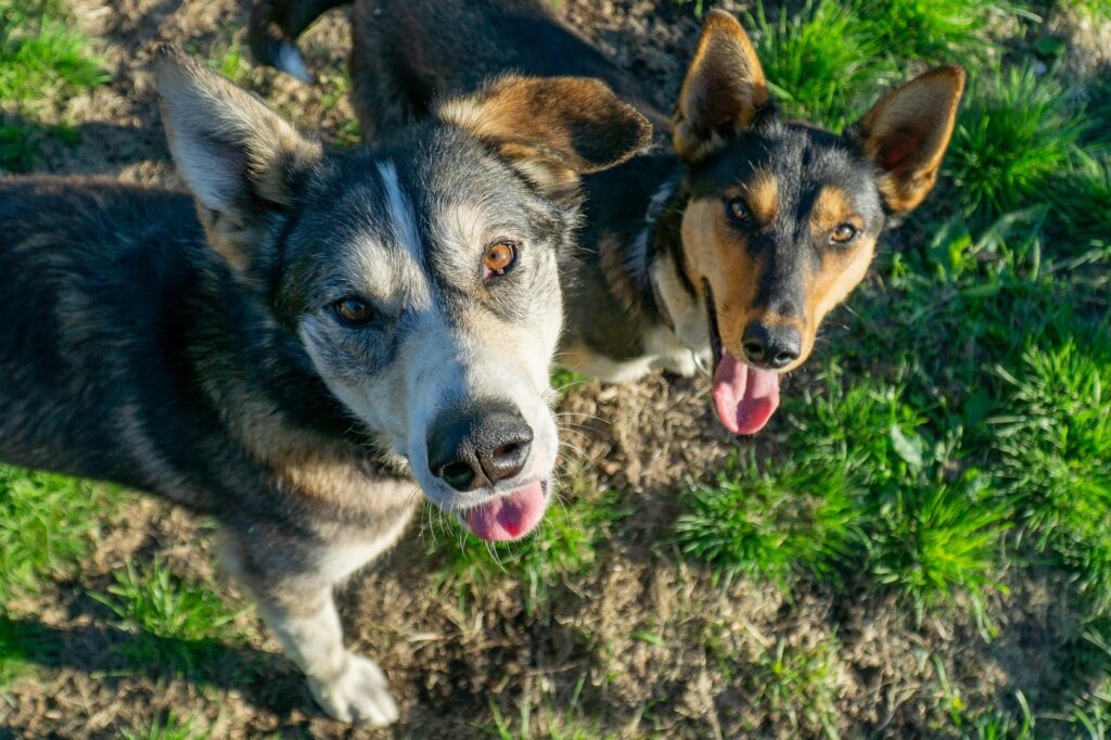 dois huskies do Alasca a olhar para a câmara