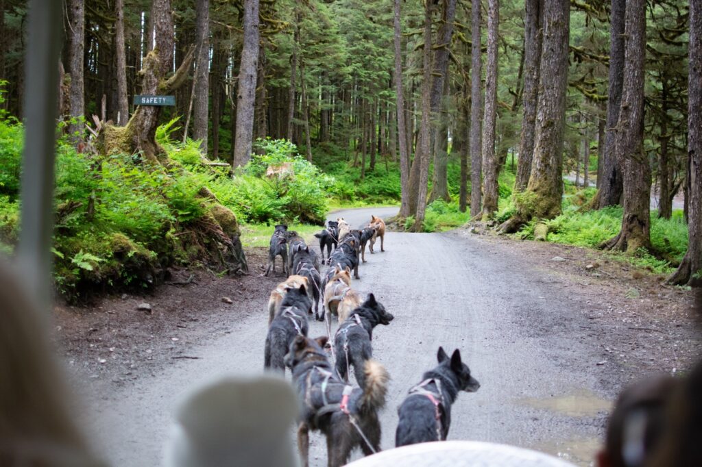 vários husky do Alasca a puxarem uma pessoa na floresta