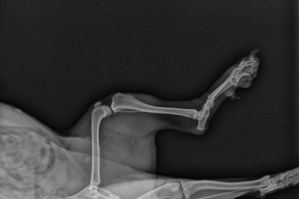 radiografia aos joelhos de um cão