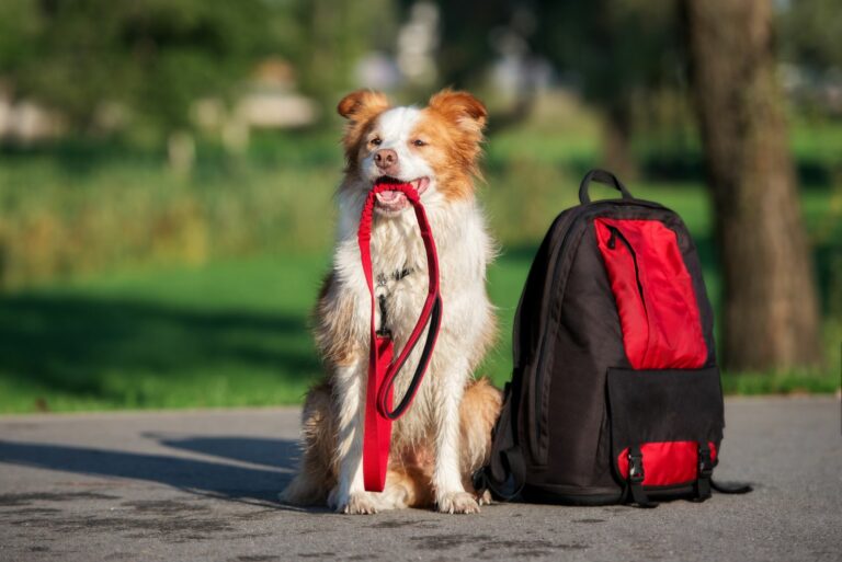 cão com trela na boca e mochila para caminhada