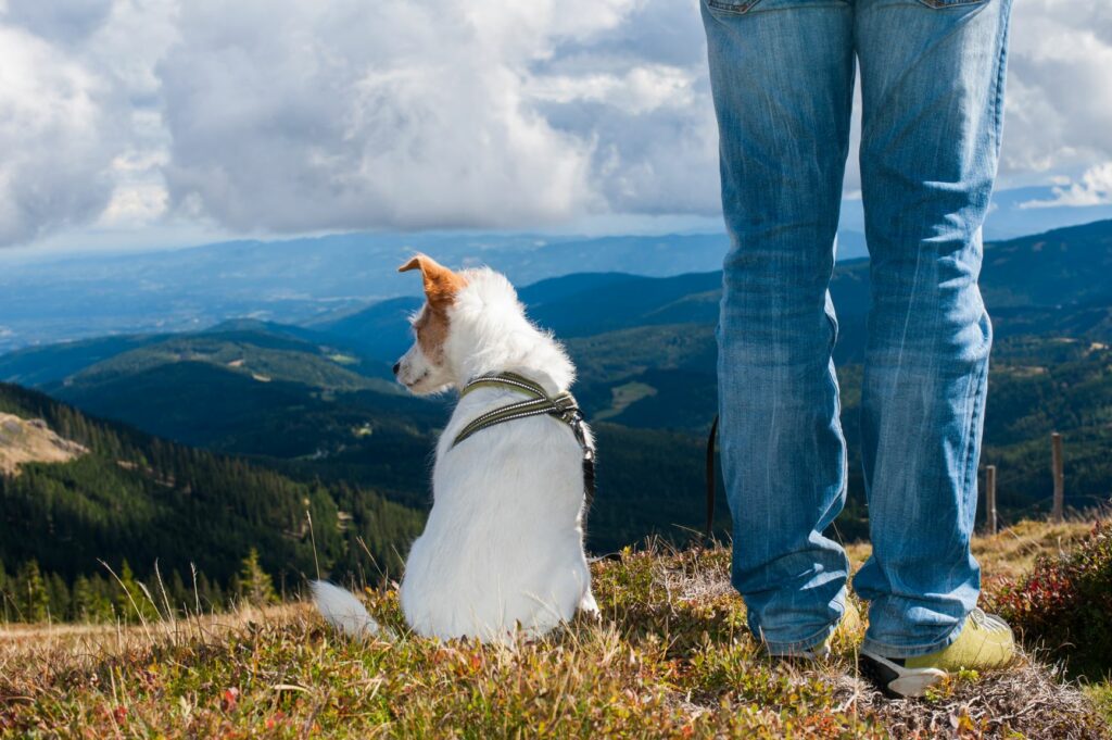 cão e dono de costas a observar a paisagem num miradouro