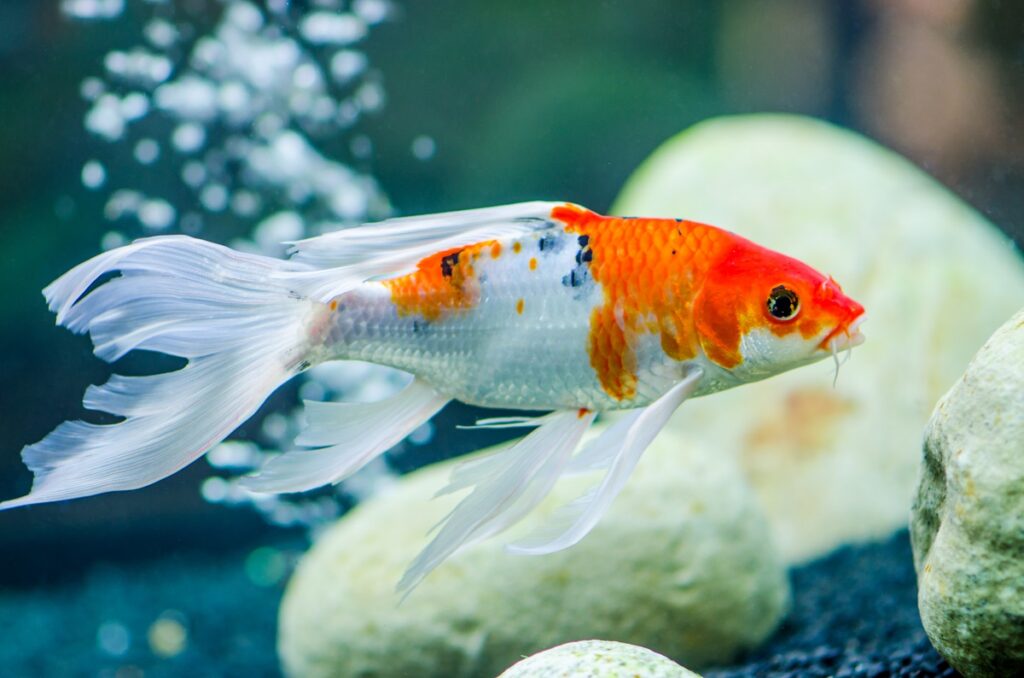 uma carpa koi de véu com corpo laranja e branco