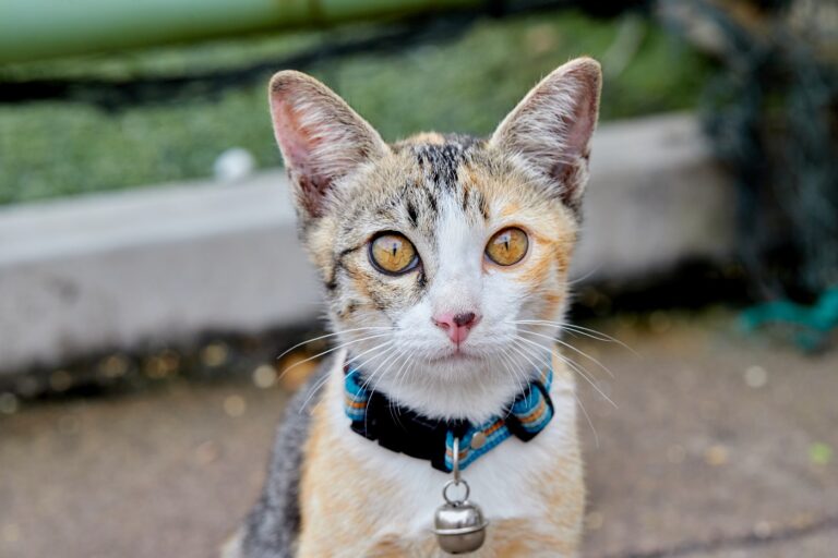 coleiras com guizos_1 gato com coleira com guizo a olhar para a câmara