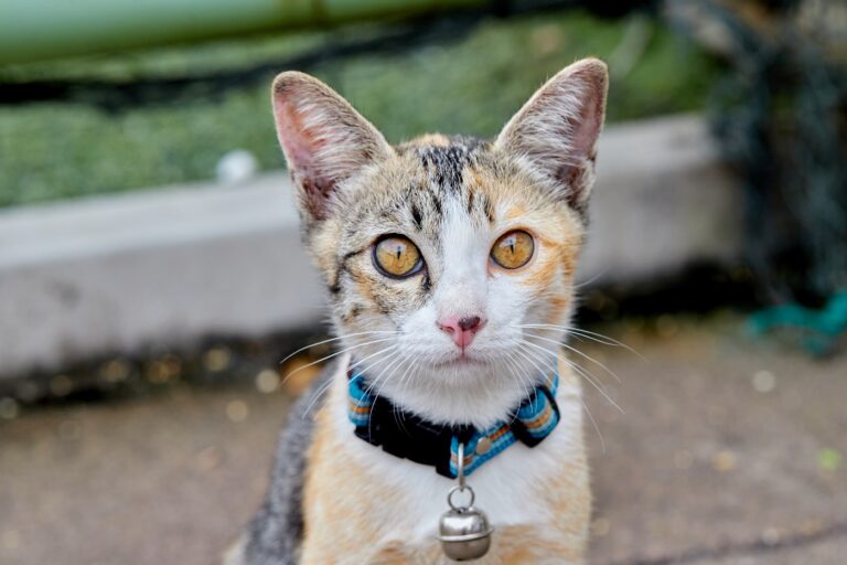 gato com coleira com guizo a olhar para a câmara