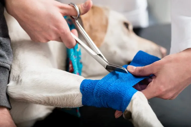 claudicação nos cães_1 troca de curativo azul na pata de um cão