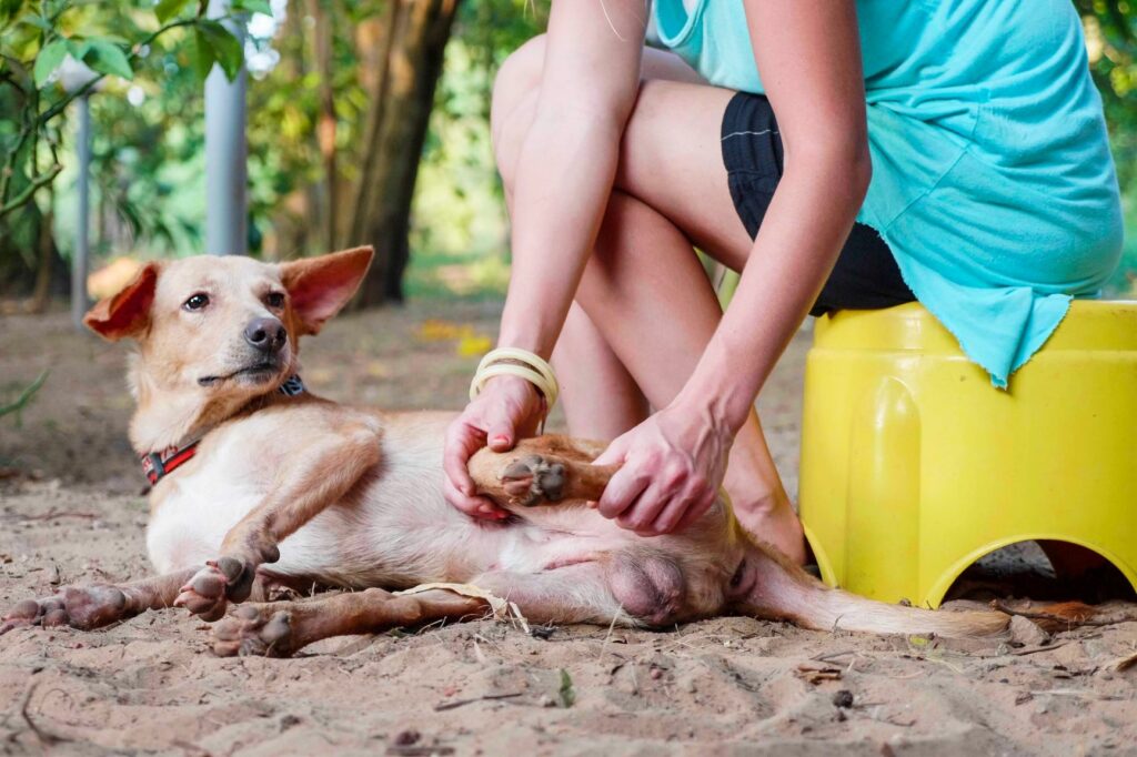 claudicação nos cães_2