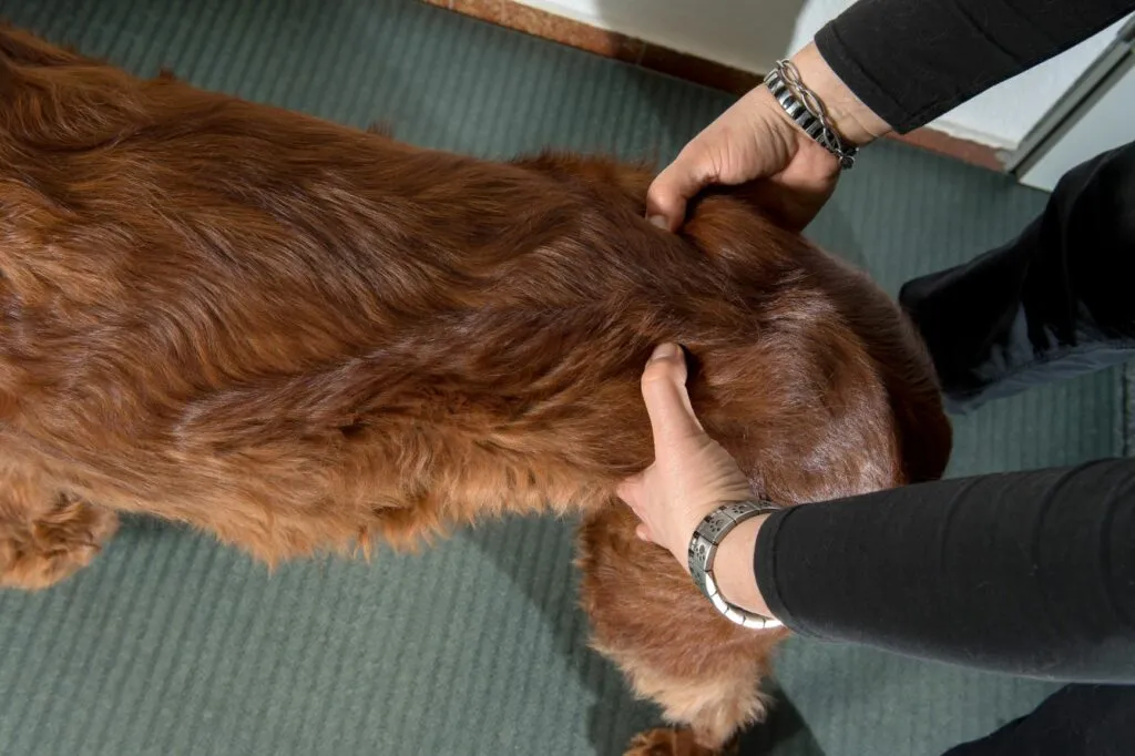claudicação nos cães_3