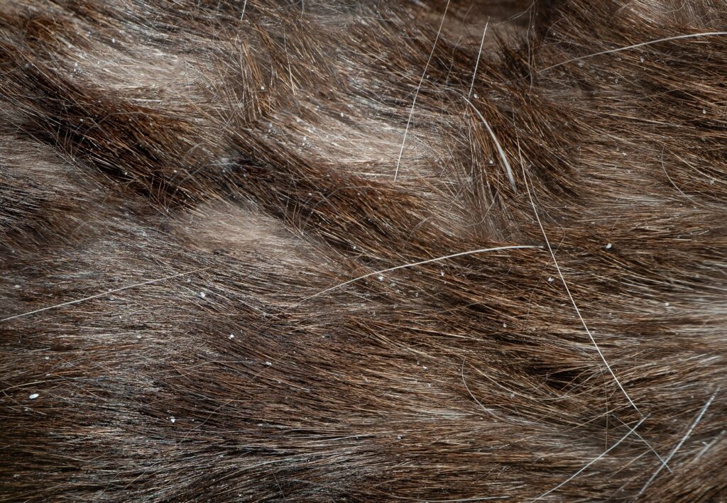 close up de pelo de gato com caspa