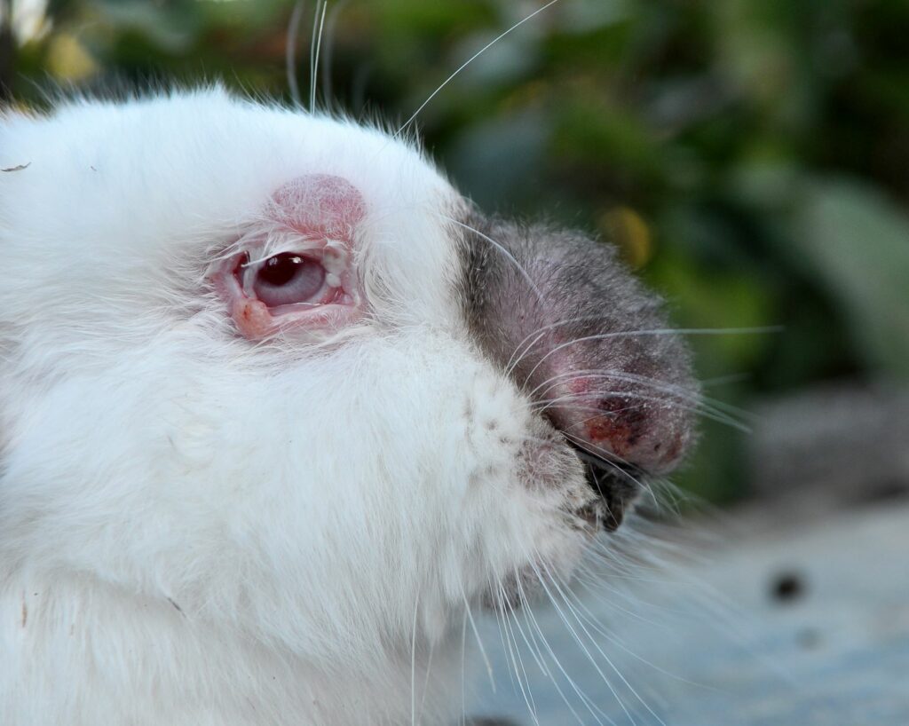 coelho com grande nódulo de mixomatose na boca e outros em redor do olho