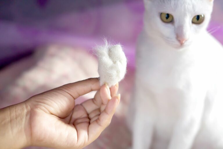 gato branco em fundo roxo e mão humana com bocado de pelo de gato