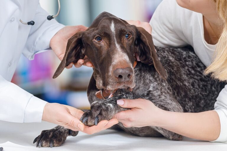 cão a ser examinado por veterinário e abraçado por dona