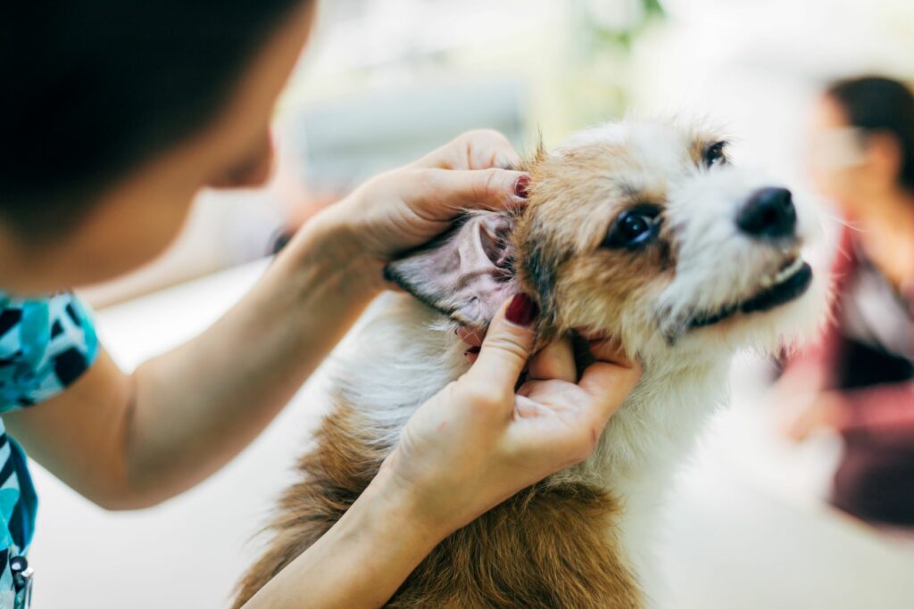 veterinária examina ouvidos do cão