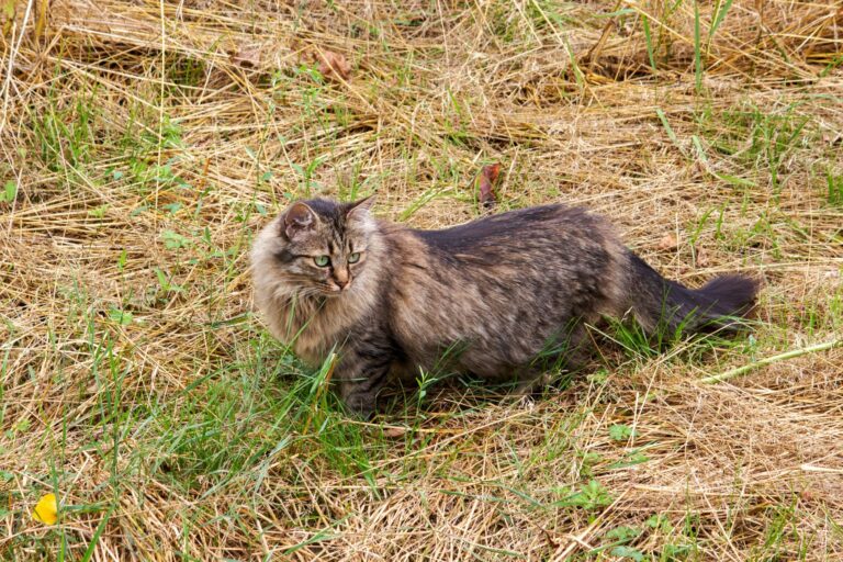 Gato alemão de pelo longo em pé no campo