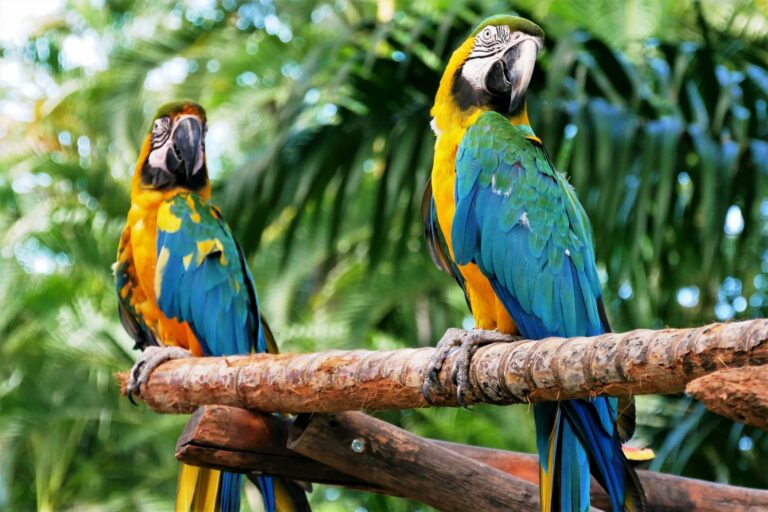 Papagaios em pé num tronco de árvore. As doenças dos papagaios podem ser graves e afetam várias espécies de aves