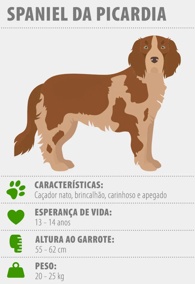 Caracter&iacute;sticas do Spaniel da Picardia