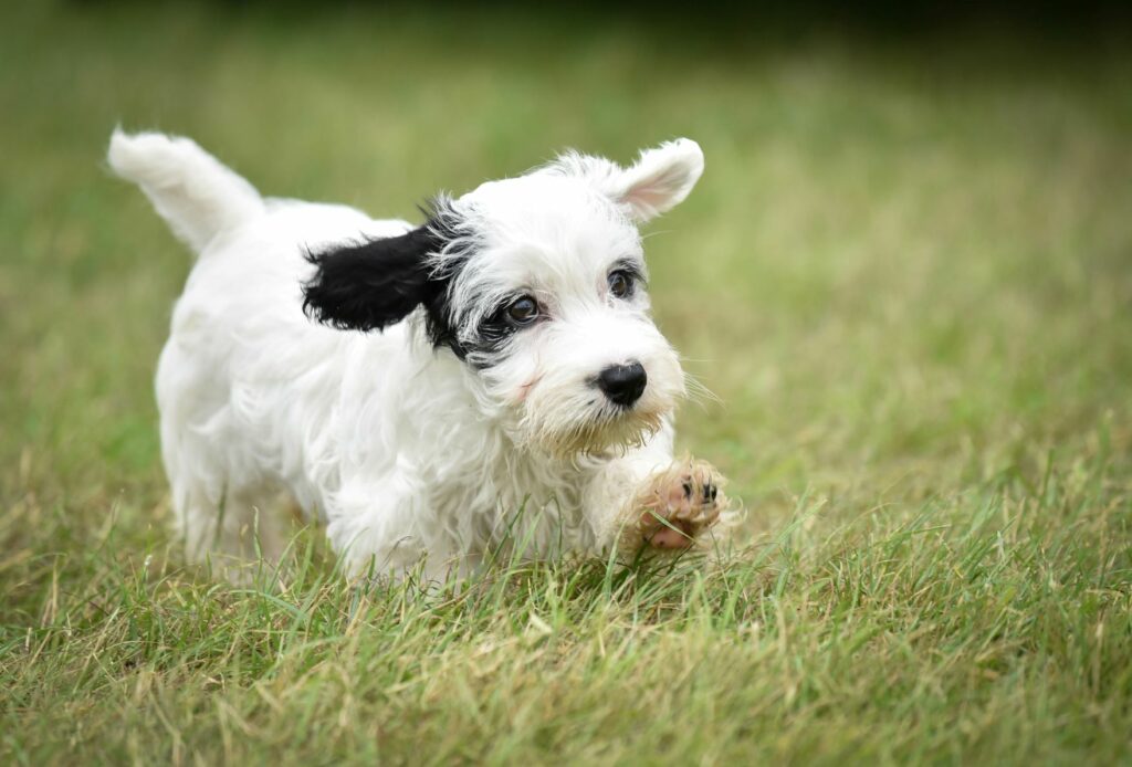 Sealyham Terrier branco com uma mancha preta a correr na relva