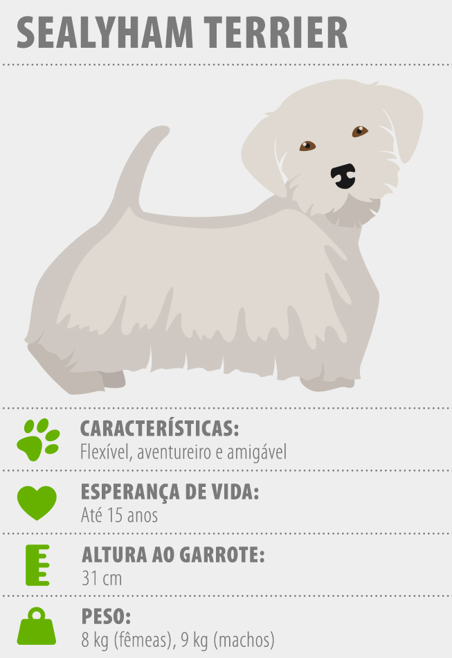 Principais características do Sealyham Terrier