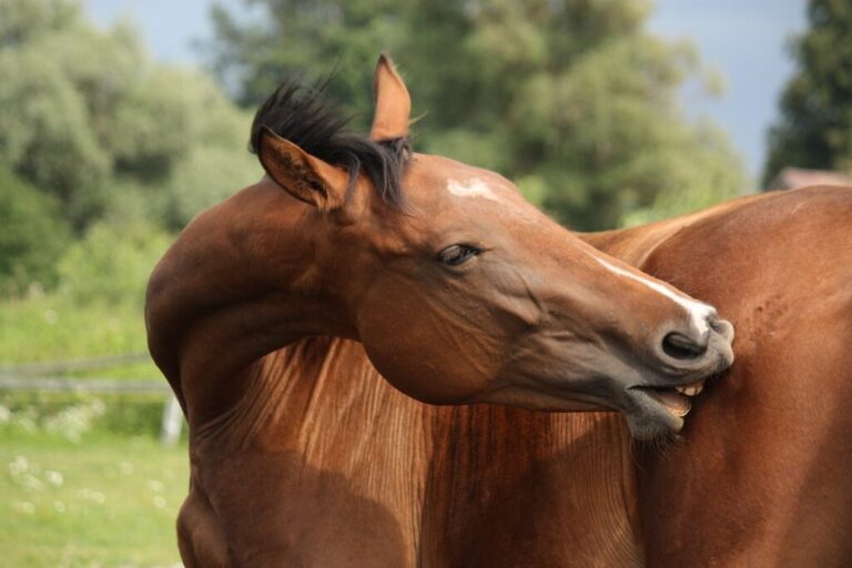 cavalo castanho a coçar-se por causa dos ácaros