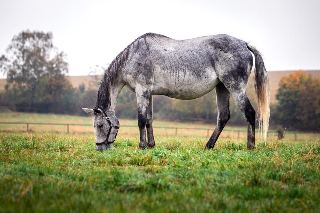 cavalo cinzento a pastar