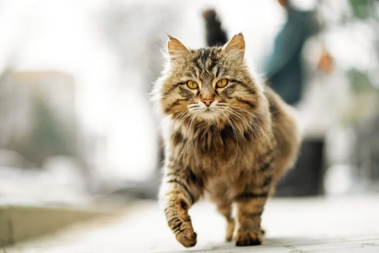 Photo of walking unhappy ginger homeless cat. Photo of walking unhappy ginger homeless cat.
