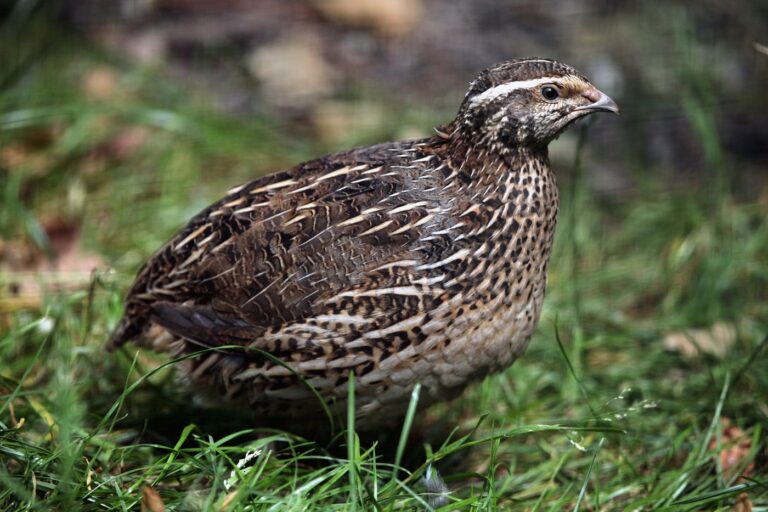 codorniz japonesa (Coturnix japonica)