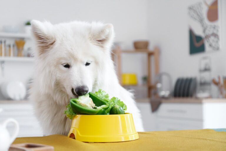 cão a comer pimento verde na cozinha