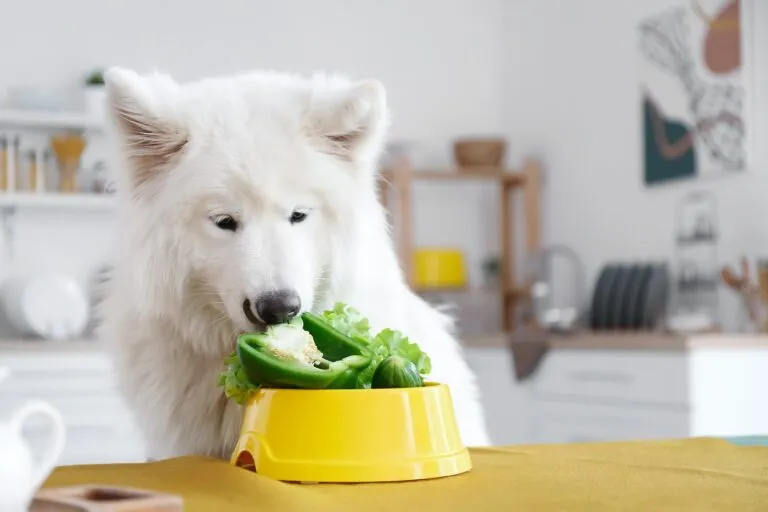 dieta vegan para cães_1 cão a comer pimento verde na cozinha