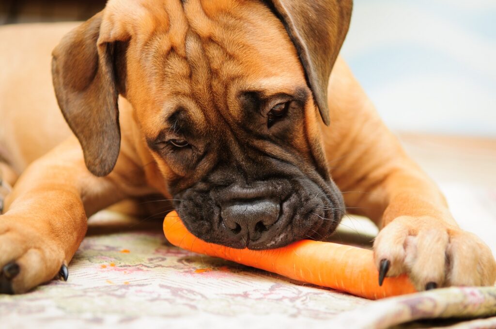 cachorro bulmastife a comer uma cenoura