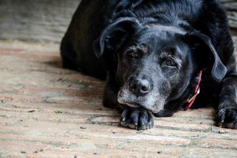 Cão idoso deitado. O envelhecimento dos cães é um processo natural, mas que também pode ser doloroso para os donos e patudos.