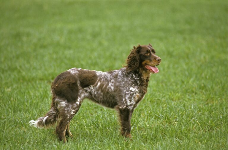 Spaniel da Picardia castanho com manchas brancas em pé na relva