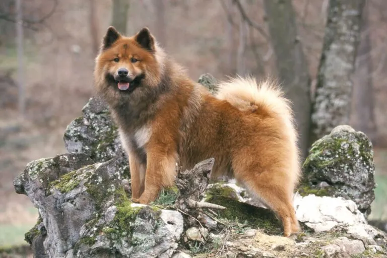 eurasier_1 eurasier com a língua de fora em cima de rocha na floresta