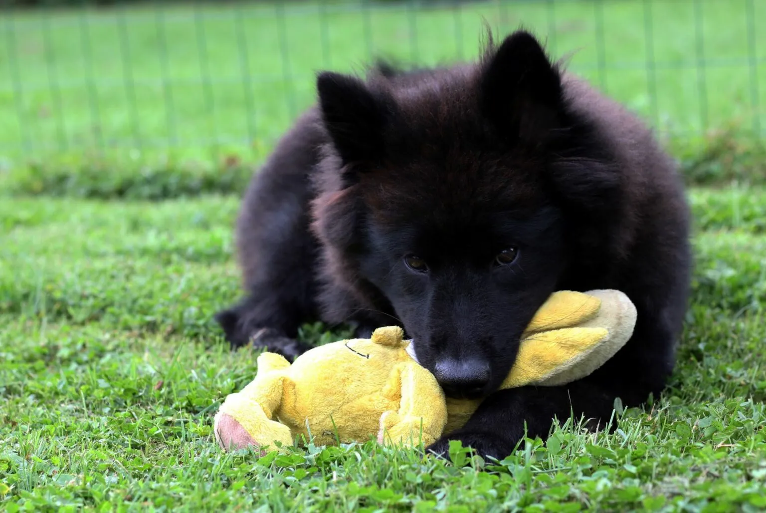 cachorro eurasier preto com brinquedo amarelo na boca