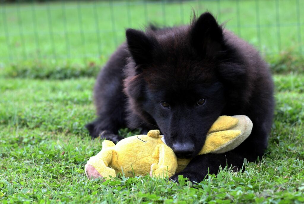 cachorro eurasier a brincar com peluche amarelo na relva