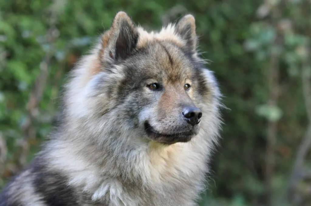 um c&atilde;o eurasier cinzento no exterior
