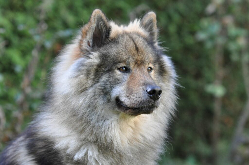 focinho de eurasier em grande plano