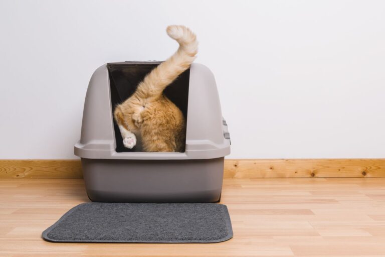 Tabby cat step inside a litter box and poops or pee