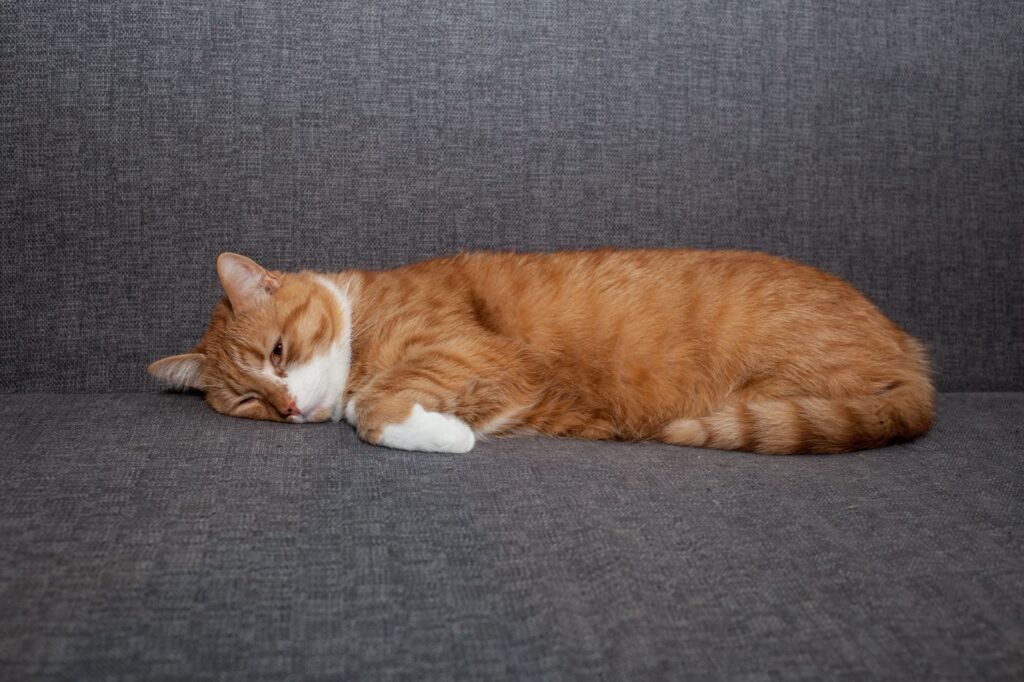 sad red cat lying with eyes open on a gray sofa after anesthesia. A different cat character sadness depressed without his people. veterinary and pet care Gato laranja e branco deitado no sofá. A apatia é um sintoma que pode surgir com a flatulências nos gatos